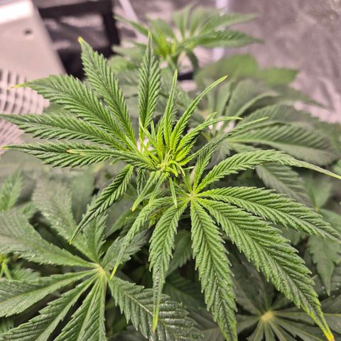  Kuhli - BCN Critical XXL growlog timeline photo