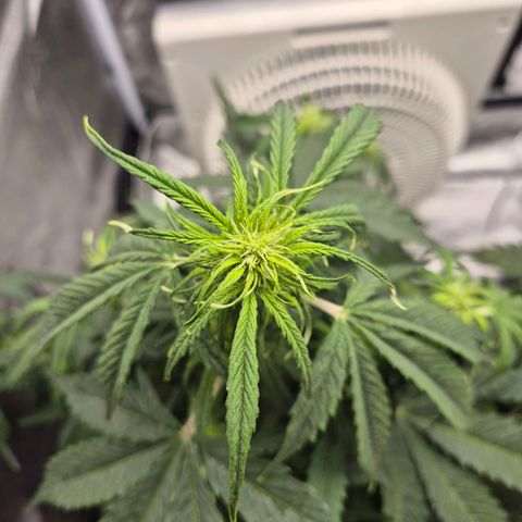 Sami - BCN Critical XXL growlog timeline photo
