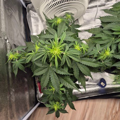 Sami - BCN Critical XXL growlog timeline photo