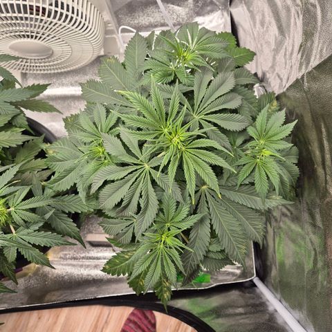  Kuhli - BCN Critical XXL growlog timeline photo