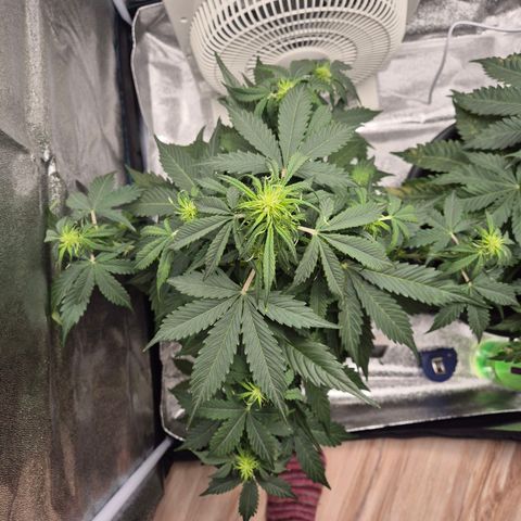 Sami - BCN Critical XXL growlog timeline photo