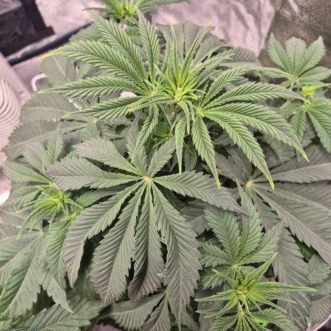 Kuhli - BCN Critical XXL growlog timeline photo