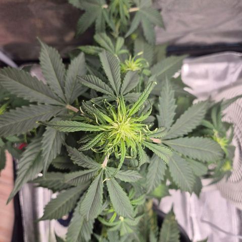 Sami - BCN Critical XXL growlog timeline photo