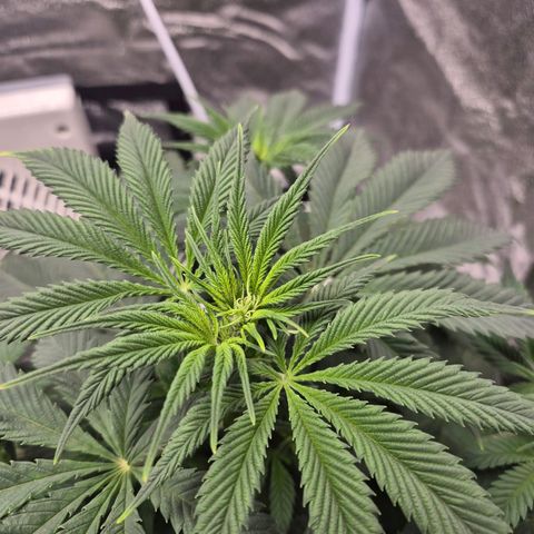  Kuhli - BCN Critical XXL growlog timeline photo