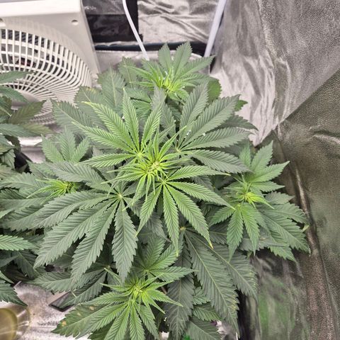  Kuhli - BCN Critical XXL growlog timeline photo