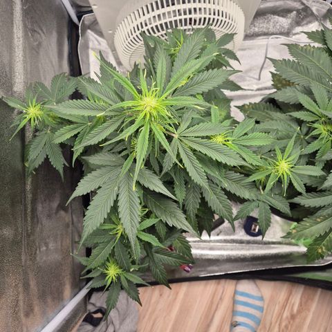 Sami - BCN Critical XXL growlog timeline photo