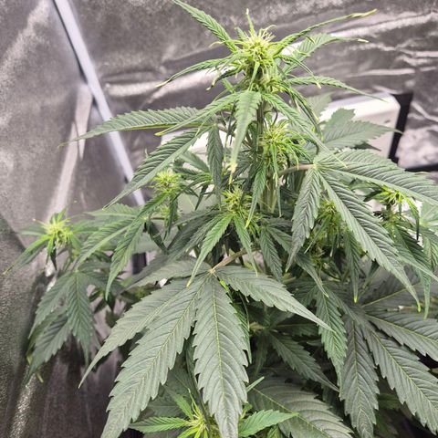 Sami - BCN Critical XXL growlog timeline photo