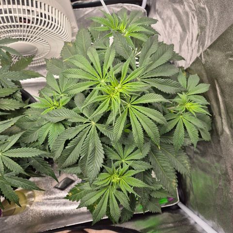  Kuhli - BCN Critical XXL growlog timeline photo