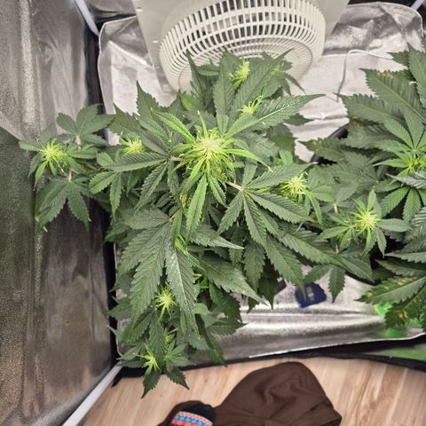Sami - BCN Critical XXL growlog timeline photo