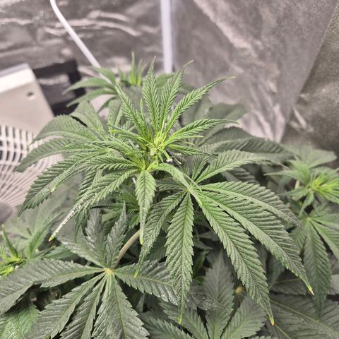  Kuhli - BCN Critical XXL growlog timeline photo