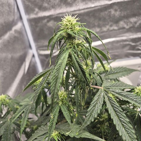 Sami - BCN Critical XXL growlog timeline photo