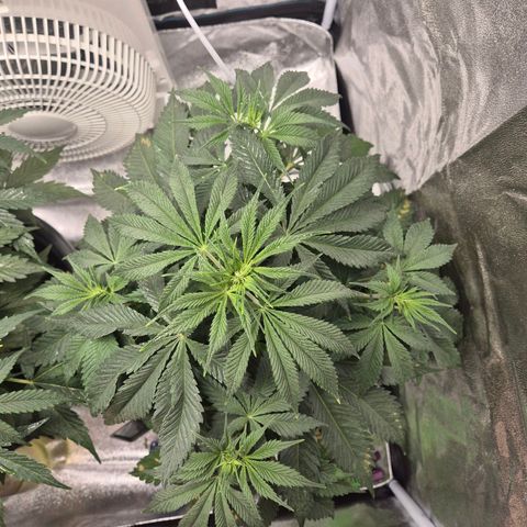  Kuhli - BCN Critical XXL growlog timeline photo