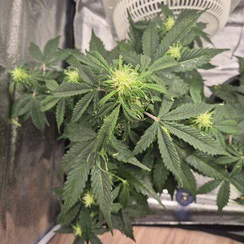 Sami - BCN Critical XXL growlog timeline photo