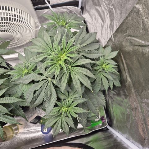  Kuhli - BCN Critical XXL growlog timeline photo