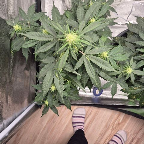 Sami - BCN Critical XXL growlog timeline photo