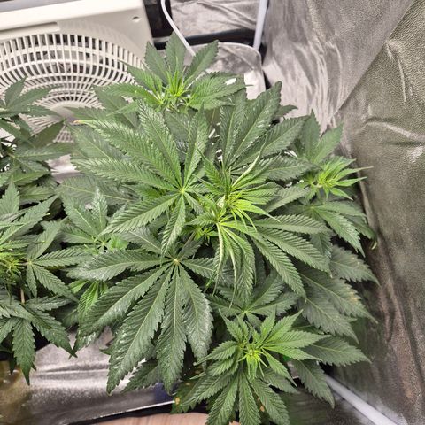  Kuhli - BCN Critical XXL growlog timeline photo