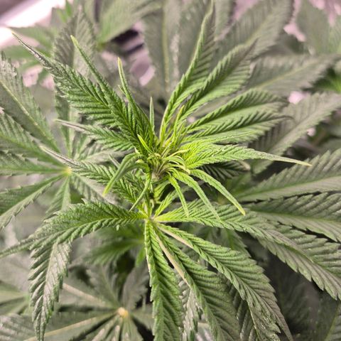  Kuhli - BCN Critical XXL growlog timeline photo
