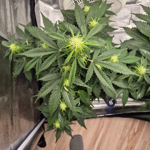Sami - BCN Critical XXL growlog timeline photo