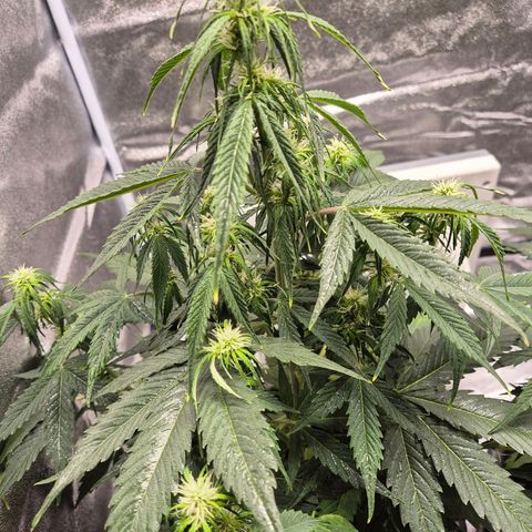 Sami - BCN Critical XXL growlog timeline photo