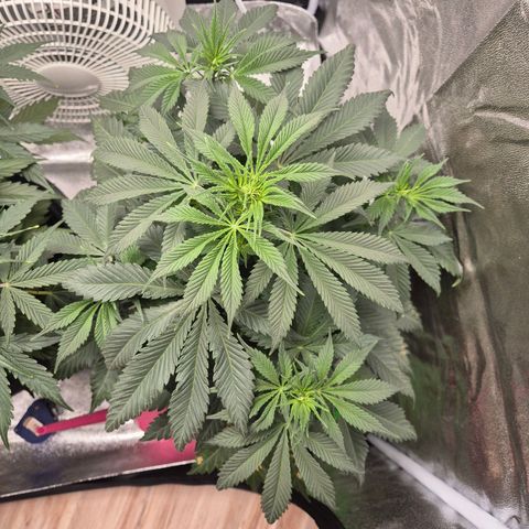  Kuhli - BCN Critical XXL growlog timeline photo