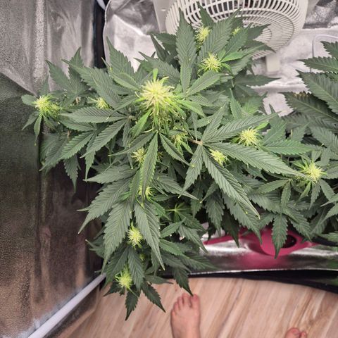 Sami - BCN Critical XXL growlog timeline photo