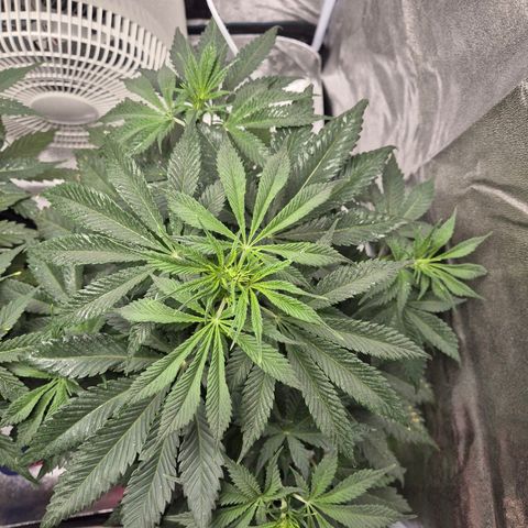  Kuhli - BCN Critical XXL growlog timeline photo