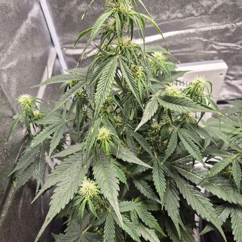 Sami - BCN Critical XXL growlog timeline photo