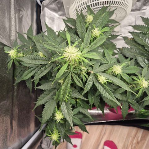 Sami - BCN Critical XXL growlog timeline photo