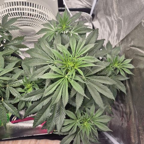  Kuhli - BCN Critical XXL growlog timeline photo