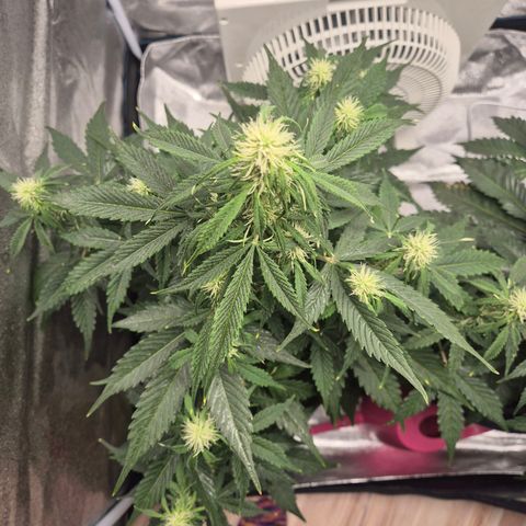 Sami - BCN Critical XXL growlog timeline photo