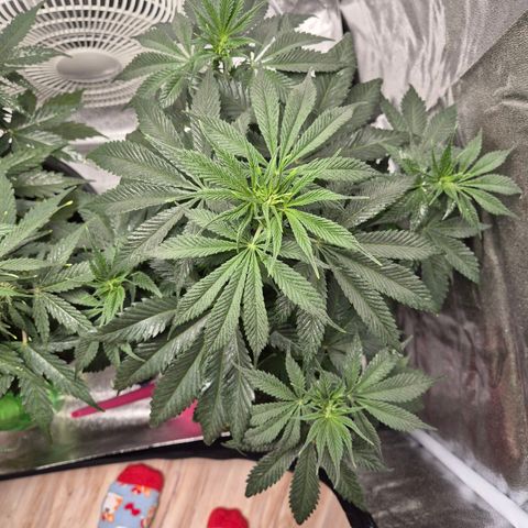  Kuhli - BCN Critical XXL growlog timeline photo