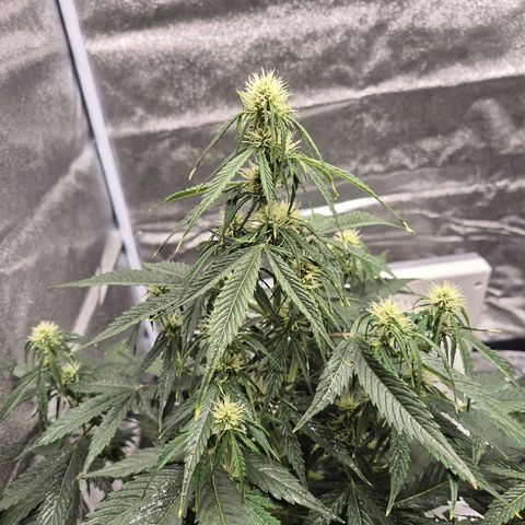 Sami - BCN Critical XXL growlog timeline photo