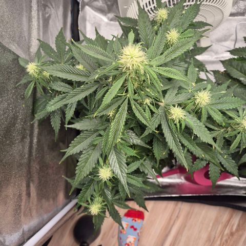 Sami - BCN Critical XXL growlog timeline photo