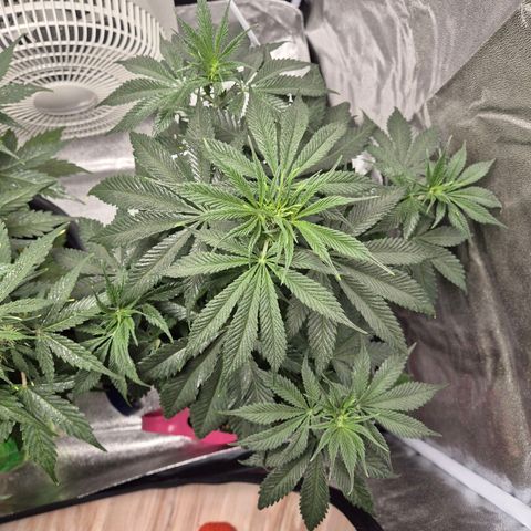  Kuhli - BCN Critical XXL growlog timeline photo