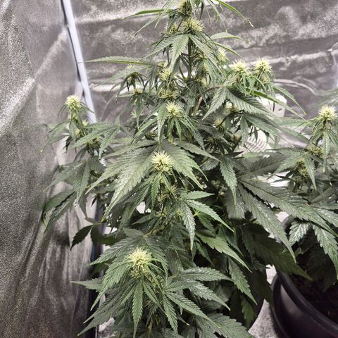 Sami - BCN Critical XXL growlog timeline photo