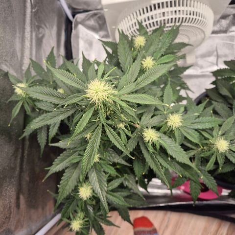 Sami - BCN Critical XXL growlog timeline photo