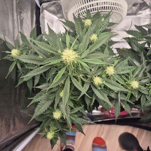 Sami - BCN Critical XXL growlog timeline photo