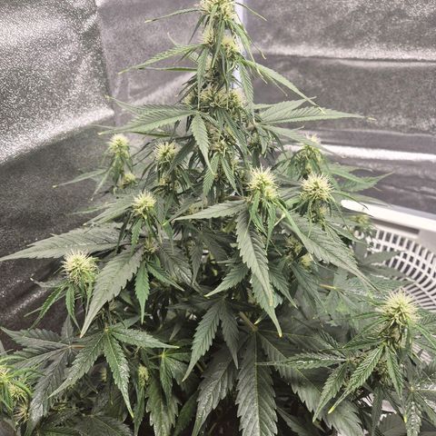 Sami - BCN Critical XXL growlog timeline photo