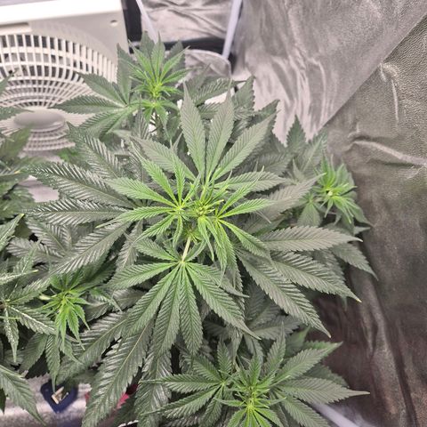  Kuhli - BCN Critical XXL growlog timeline photo