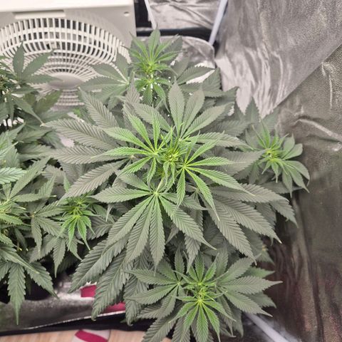  Kuhli - BCN Critical XXL growlog timeline photo