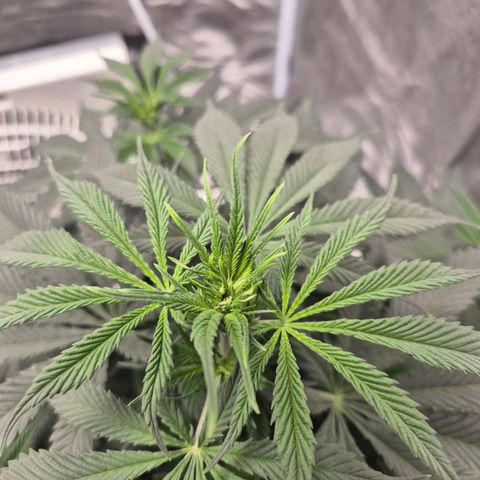  Kuhli - BCN Critical XXL growlog timeline photo