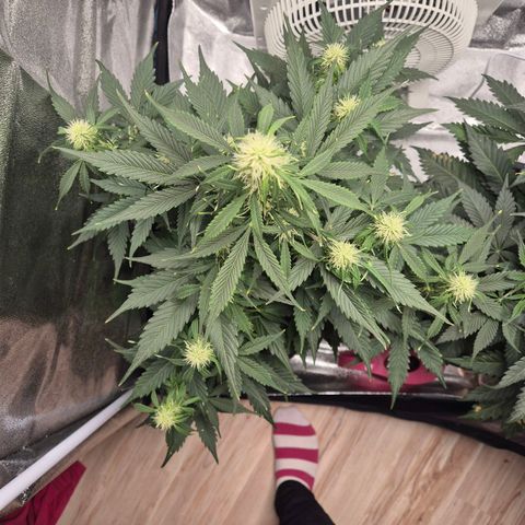 Sami - BCN Critical XXL growlog timeline photo