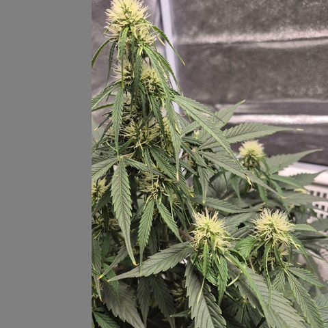 Sami - BCN Critical XXL growlog timeline photo