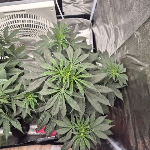  Kuhli - BCN Critical XXL growlog timeline photo