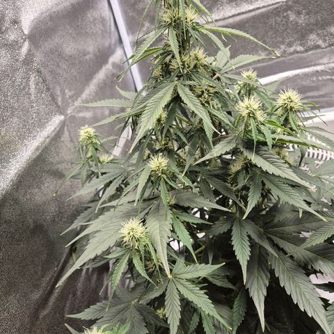 Sami - BCN Critical XXL growlog timeline photo