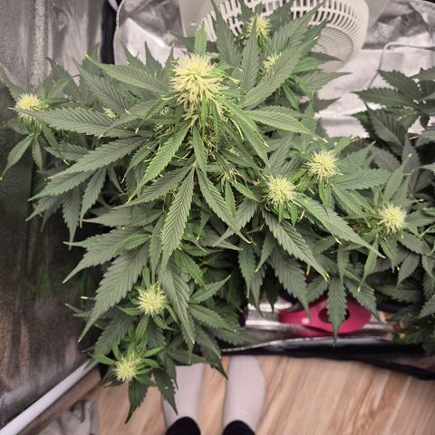 Sami - BCN Critical XXL growlog timeline photo