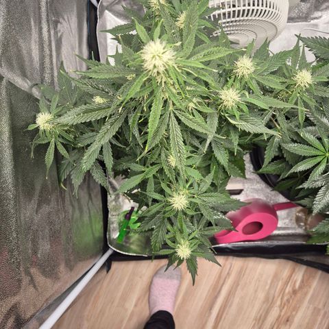 Sami - BCN Critical XXL growlog timeline photo