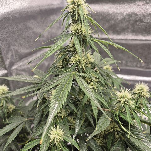 Sami - BCN Critical XXL growlog timeline photo
