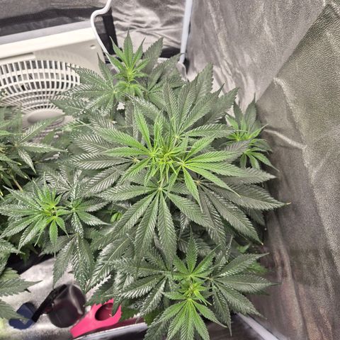  Kuhli - BCN Critical XXL growlog timeline photo