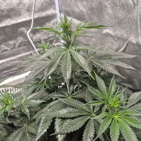  Kuhli - BCN Critical XXL growlog timeline photo
